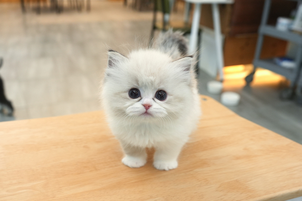 [랙돌_여아_포캣_55}.jpg