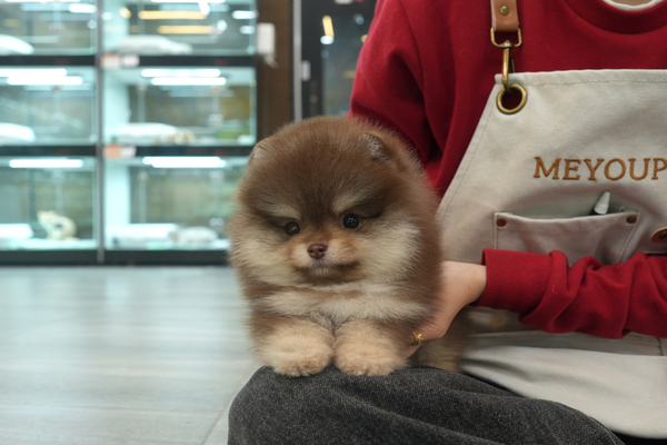 [포메라니안_남아_주현켄넬_35].jpg