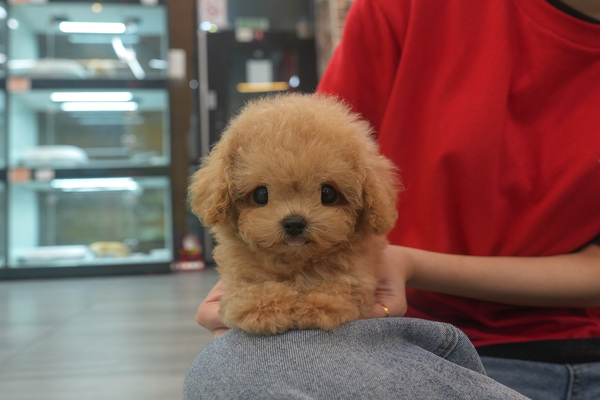 [푸들_남아_한돌농원_30].jpg