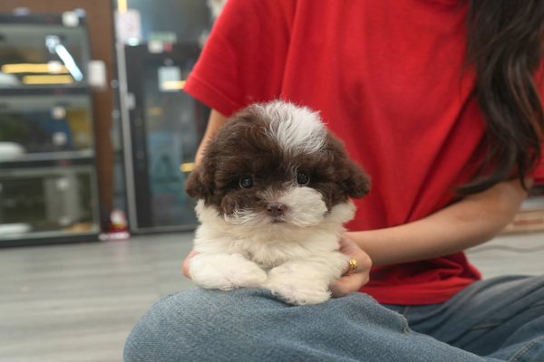 [푸들_남아_나루터켄넬_33].jpg
