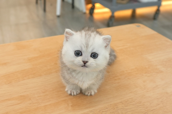 [먼치킨_공주_도담캣_33.jpg
