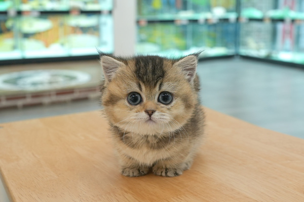 [먼치킨_공주_melody_30.jpg