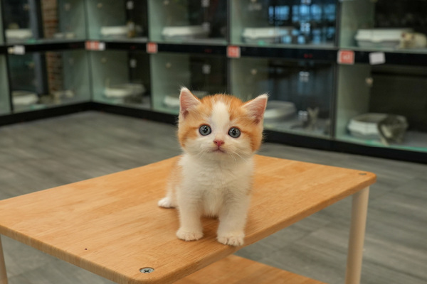 [브숏_남아_멧골냥이네_01].jpg