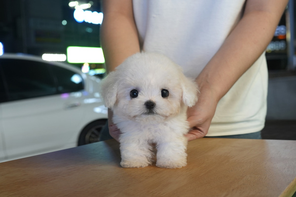 [비숑_남아_동이네_22].jpg