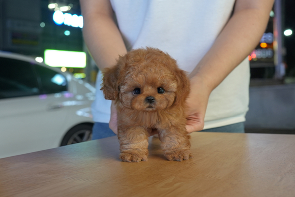 [푸들_남아_티에스켄넬_6].jpg