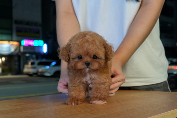 [토이푸들_남아_루비_10].jpg