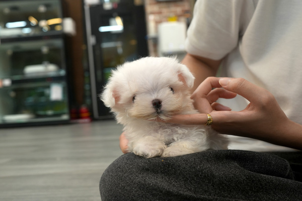 [말티즈_남아_나산켄넬_2].jpg