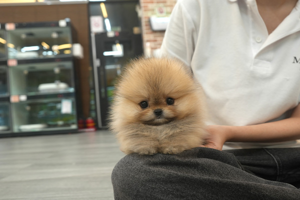 [포메_남아_어드러블_27].jpg