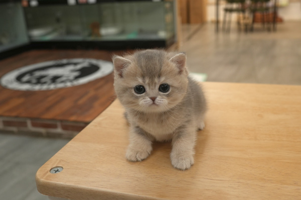 [먼치킨_남아_melody_17].jpg