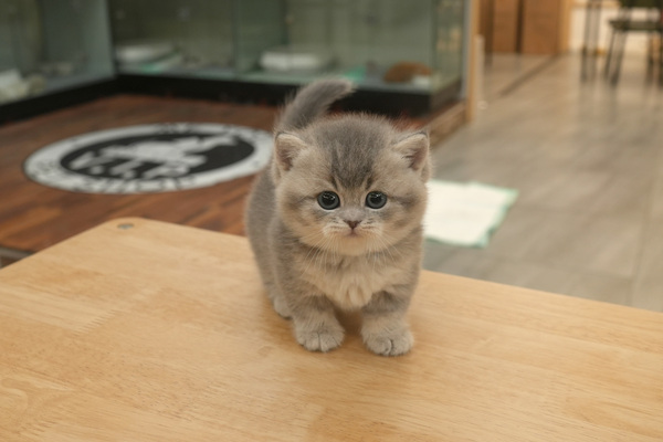 [먼치킨_남아_melody_185].jpg