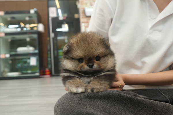 [포메라니안_여아_정정애_17].jpg