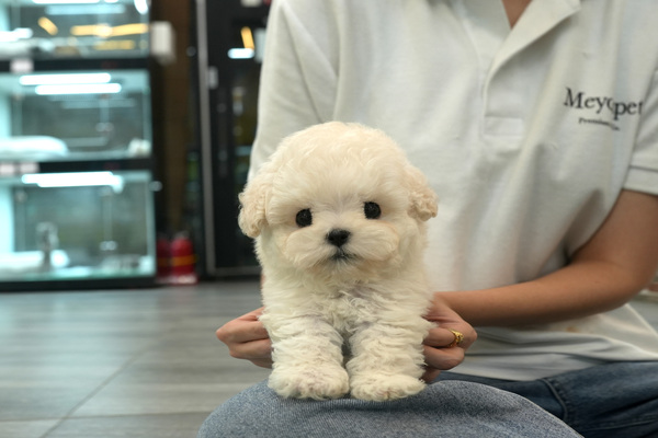 [비숑_남아_하나켄넬_16].jpg
