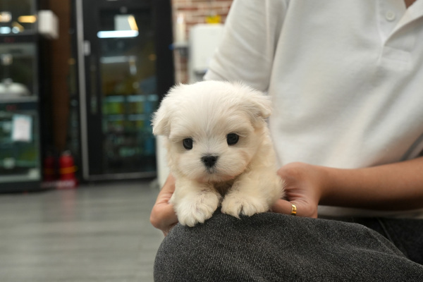 [말티즈_남아_창성_20].jpg