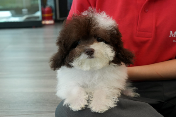 [푸들_남아_나루터켄넬_33].jpg