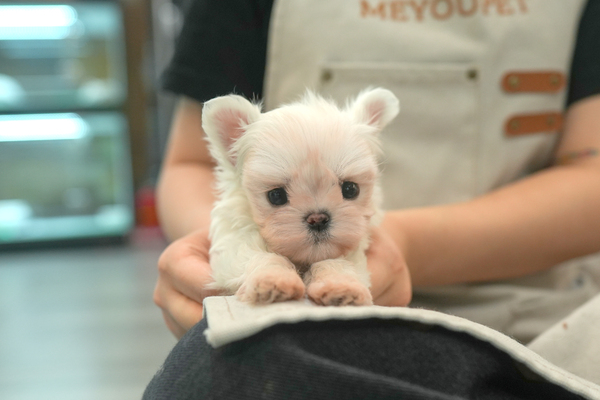 [말티즈_남아_김천용암켄넬_15].jpg
