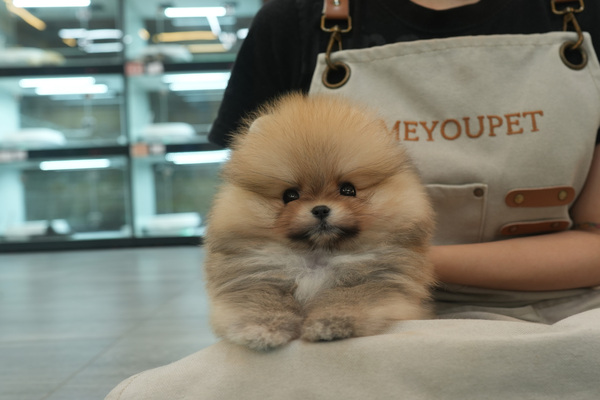 [포메라니안_남아_미진켄넬_20].jpg